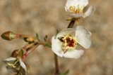 White Petals in Bloom