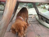Pup enjoys a chew toy under a rustic table