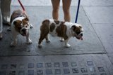Two Bulldogs Enjoying a Stroll