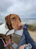 Coastal Companions