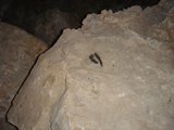 A Bird Perched on a Slate Rock