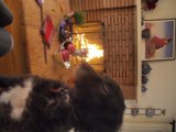 Furry Friend by the Fireplace