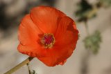 Vibrant Geranium Blossom