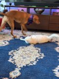 Playtime in the Living Room