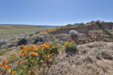 Hills of Orange Blossoms
