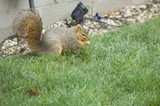 Fox Squirrel Foraging on Suburban Lawn