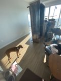 Canine Companion Relaxing in Well-Designed Living Room