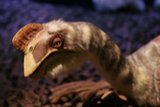 Long-Necked Bird