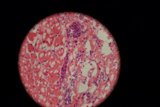 Pink and White Stained Plate