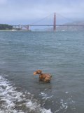 Water Play with a Furry Friend