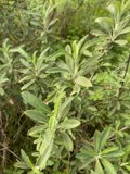 Verdant Bush in Golden Gate Park