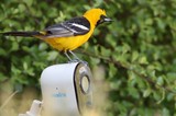 Hooded Oriole Perched on Security Camera