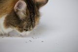 Curious Cat