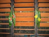 Hanging Plant Decor