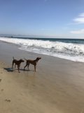 Two Canine Companions Enjoying a Beach Run