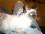 Furry Lap Warmer
