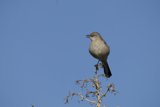 A Morning Visitor in El Sereno - Finch on a Branch