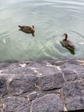 Teal Mallards at the Flagstone Pond