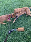 Canine Playtime on Pier 27