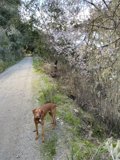 Tree-lined Trail with a Viszla