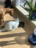 Furry Friends on Hardwood Flooring