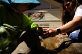 Ripples of Joy: A Moment of Play in the Stream