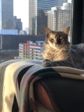 City Cat takes a nap