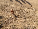Pup's Adventure in the Wilderness