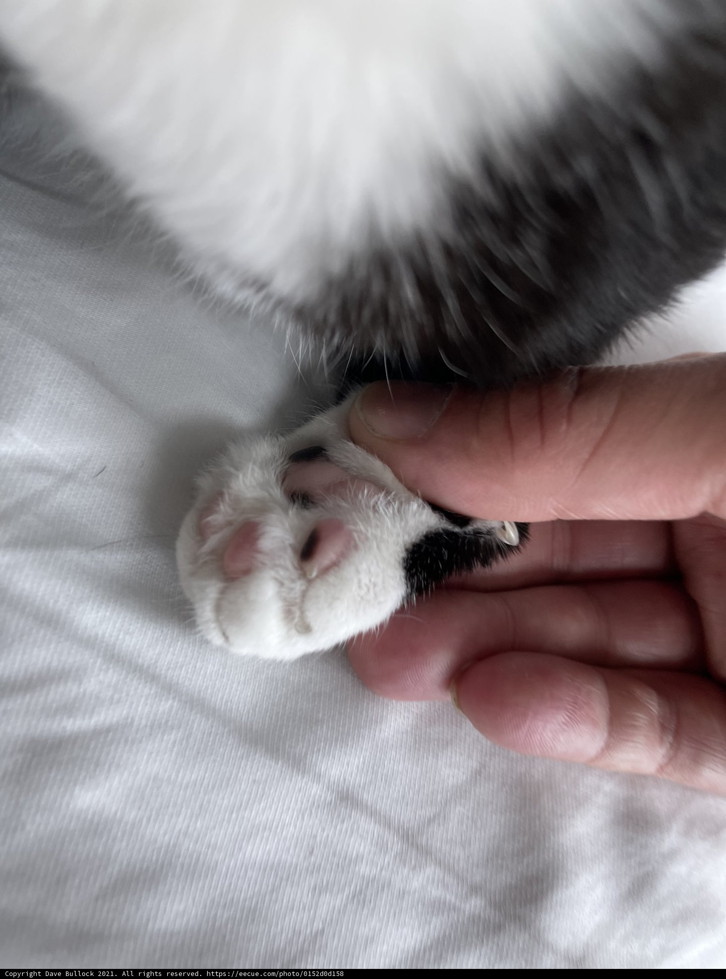 A Close Encounter with a Feline Friend