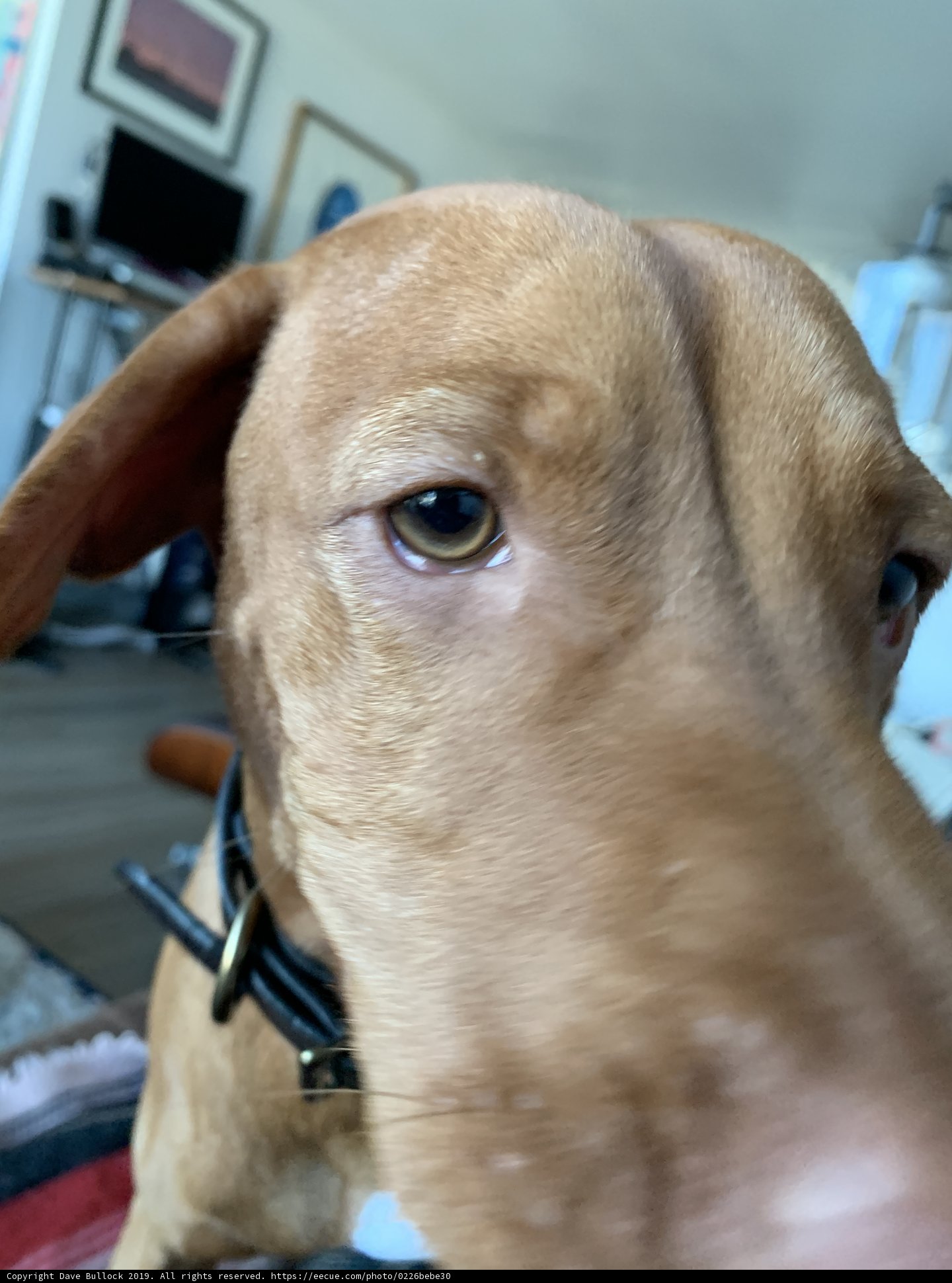 Friendly Furry Vizsla