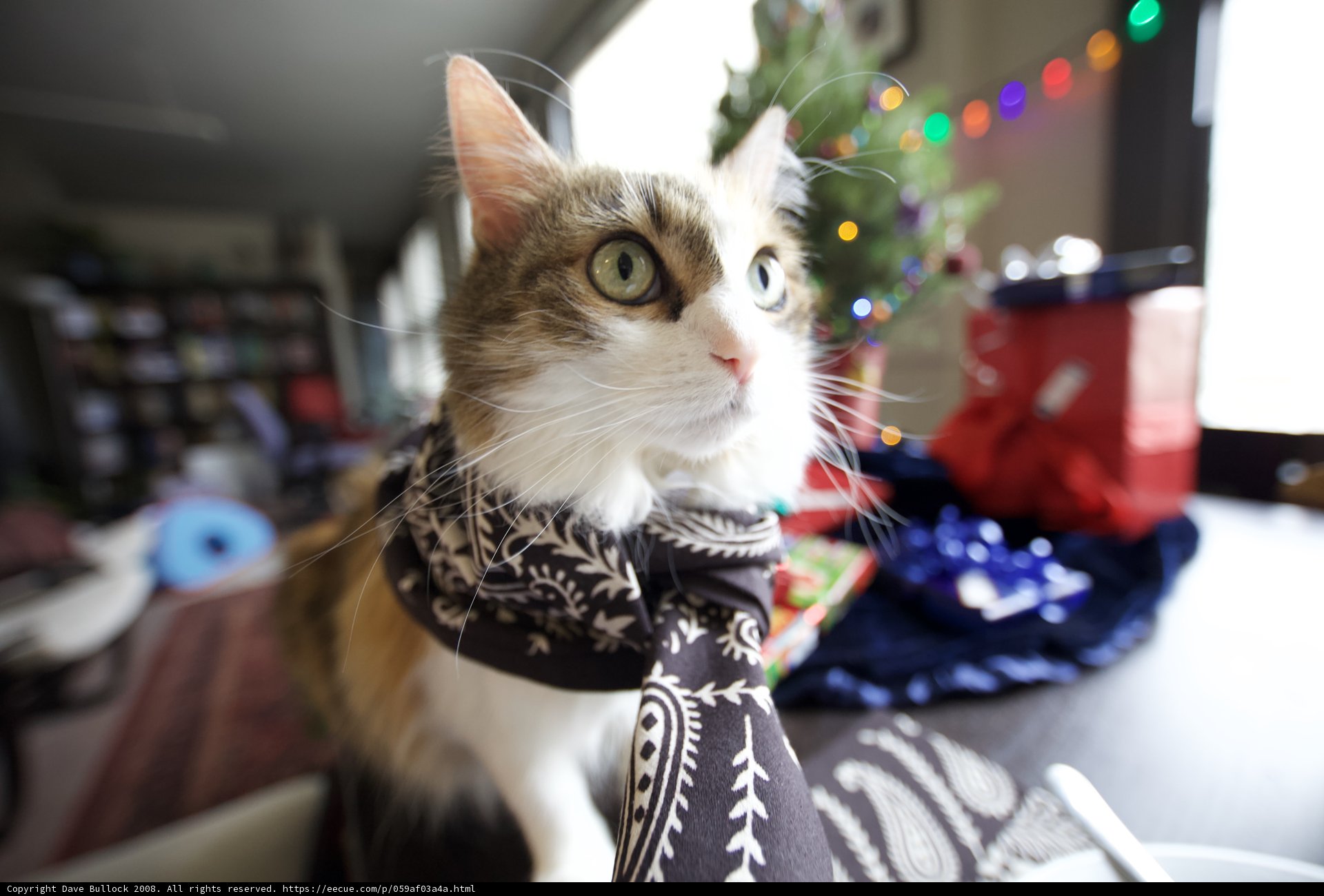 Festive Feline