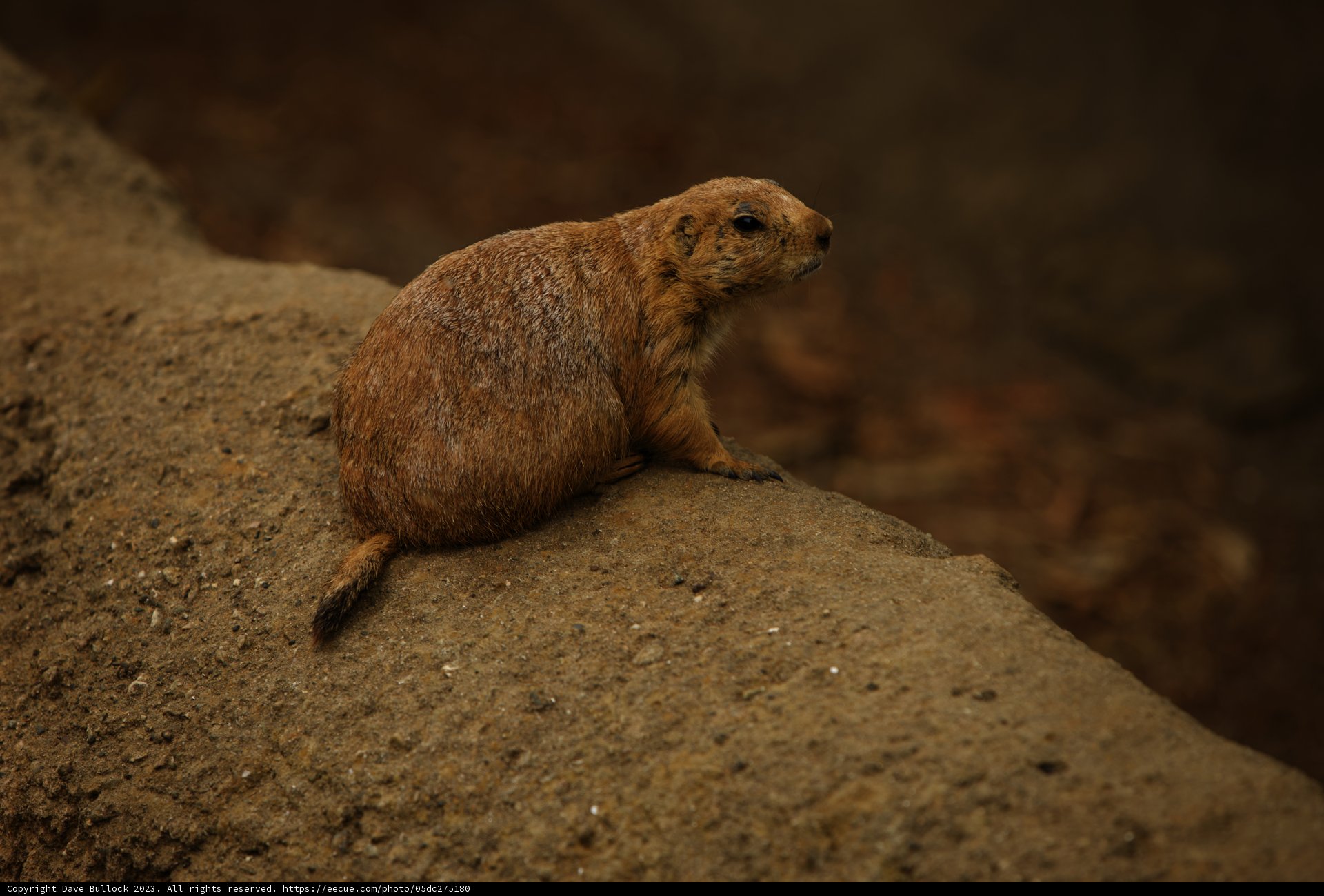Intriguing Wildlife at San Francisco Zoo