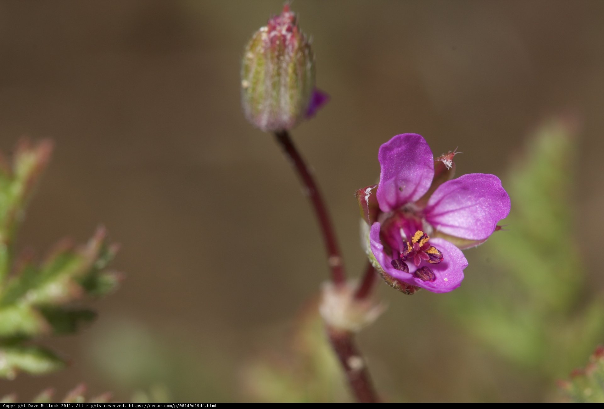 Geranium in Full Bloom
