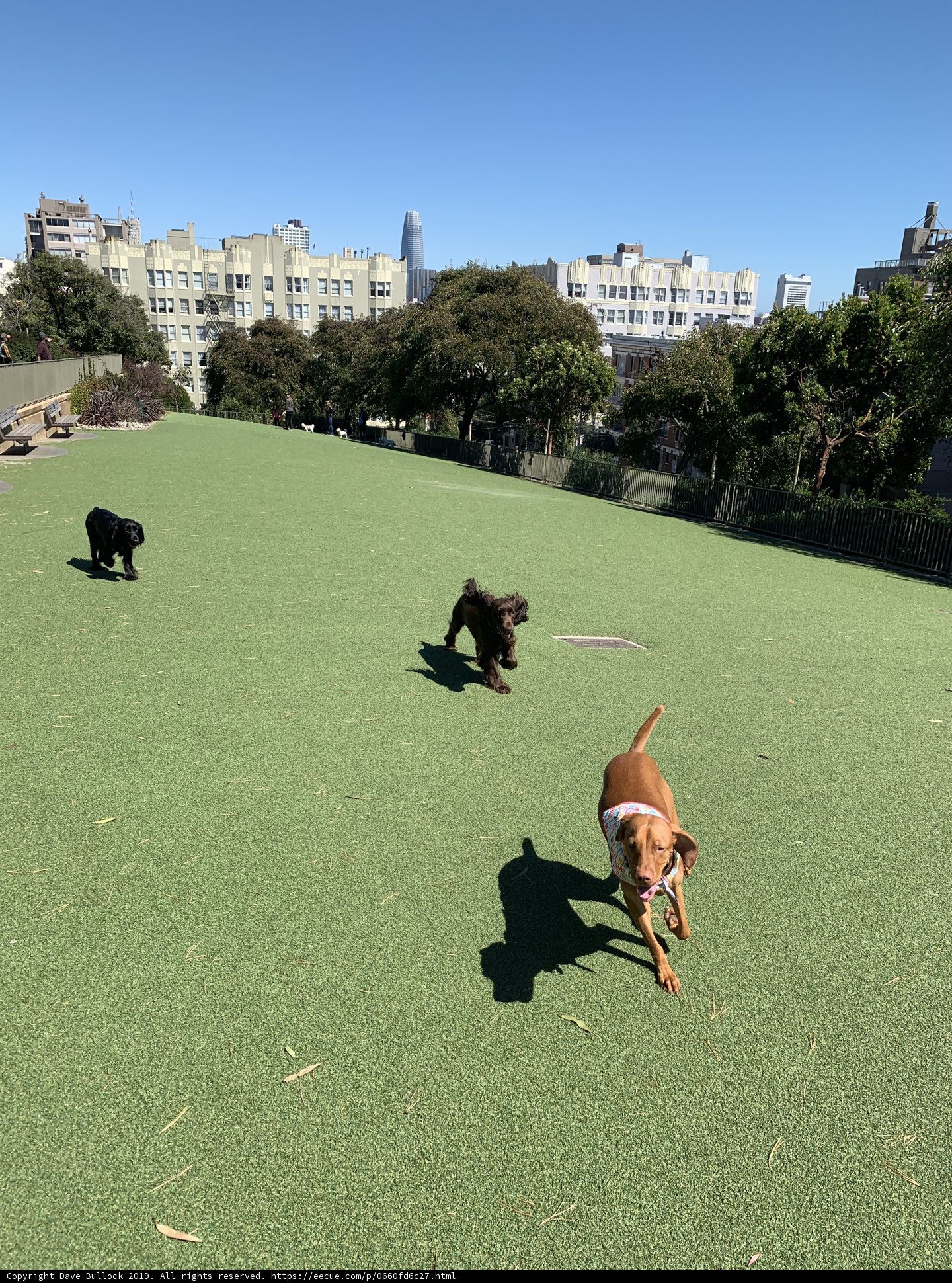 Hound on the Run