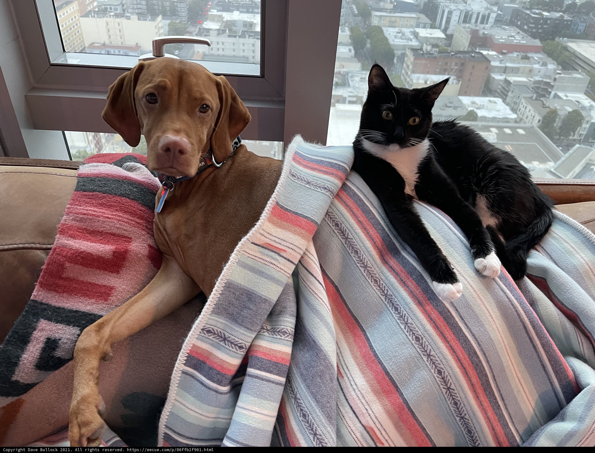 Furry Friends on the Couch