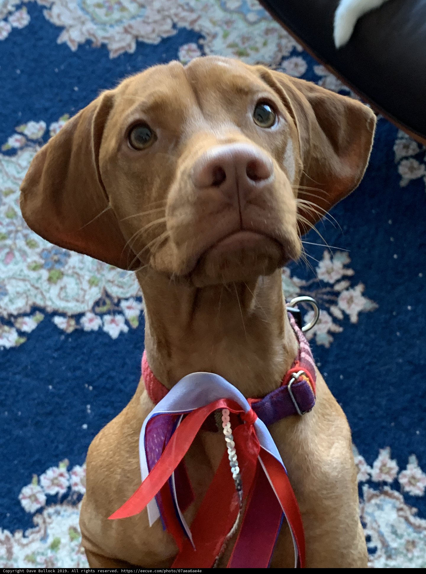 Regal Pup with a Pop of Red