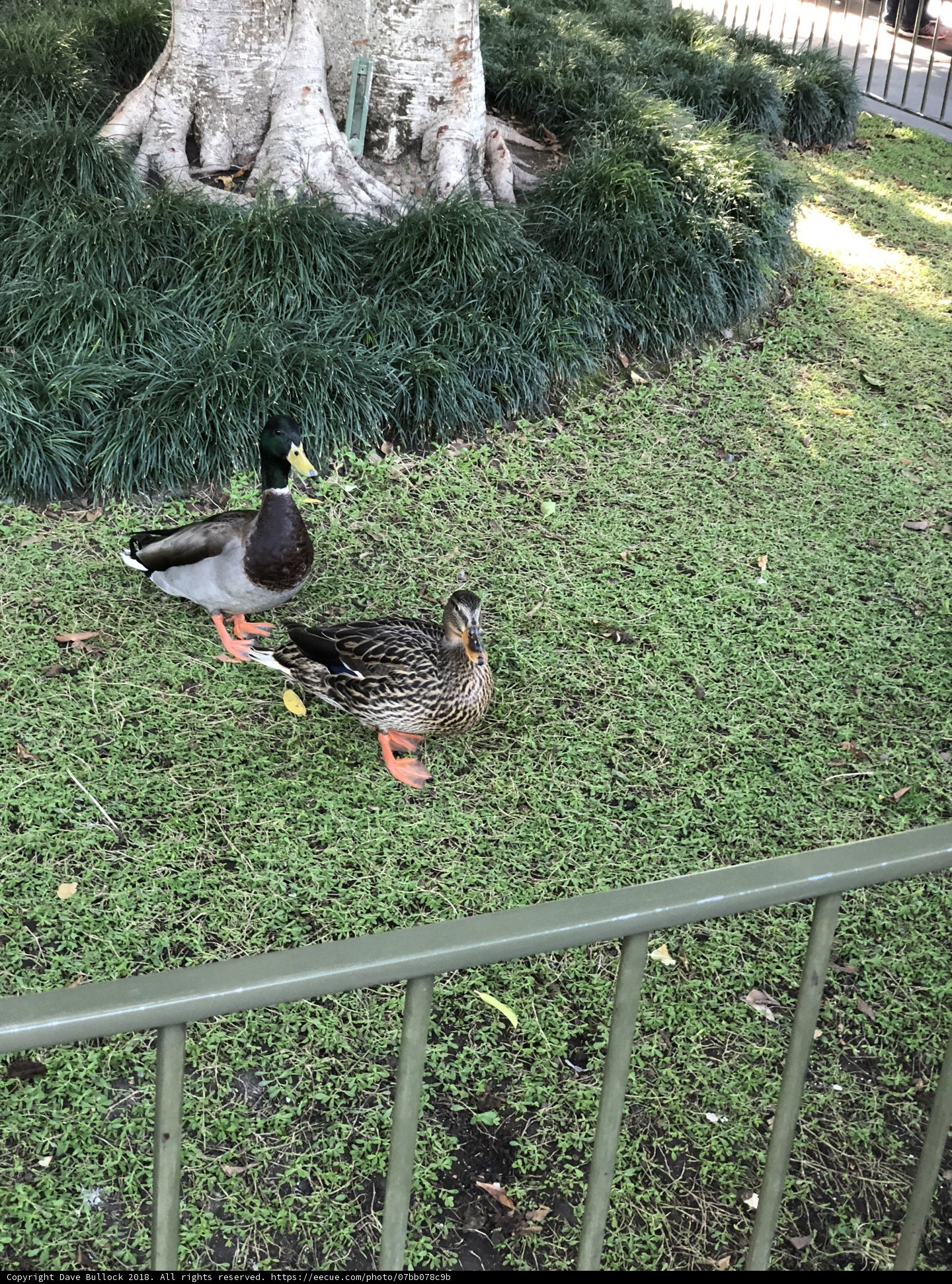 Two Mallard Ducks in Nature