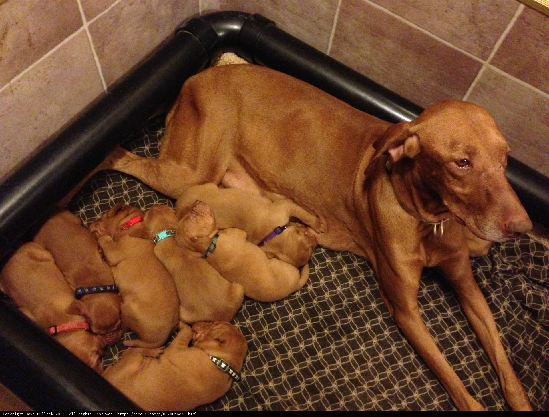 Snuggled Up: Naptime with the Pups