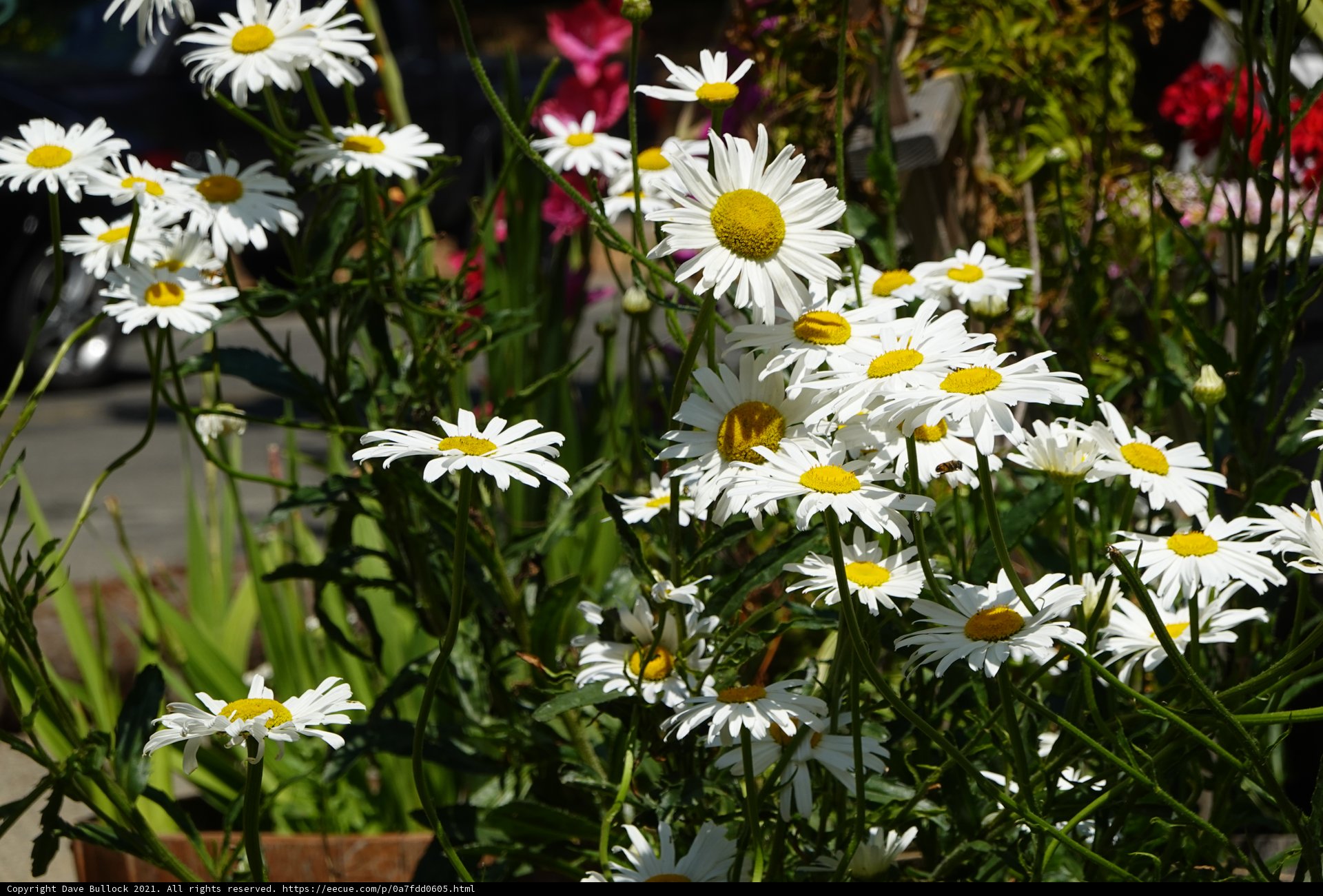 A Garden Abloom with Daisies