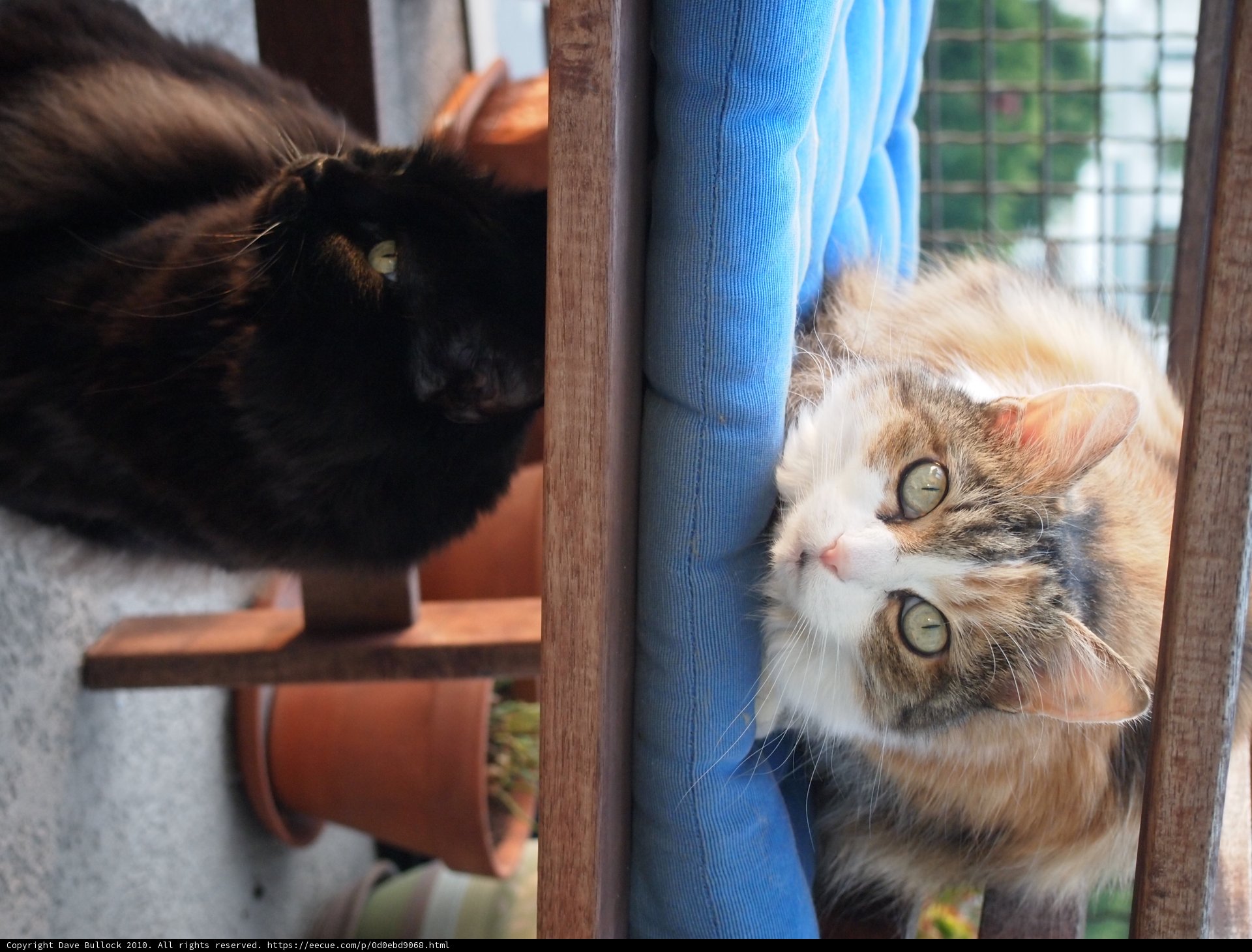 Feline Friends on Blue Chair