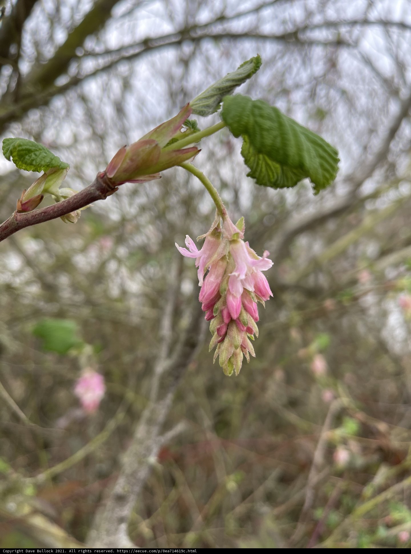Pink Blossom on a Branch