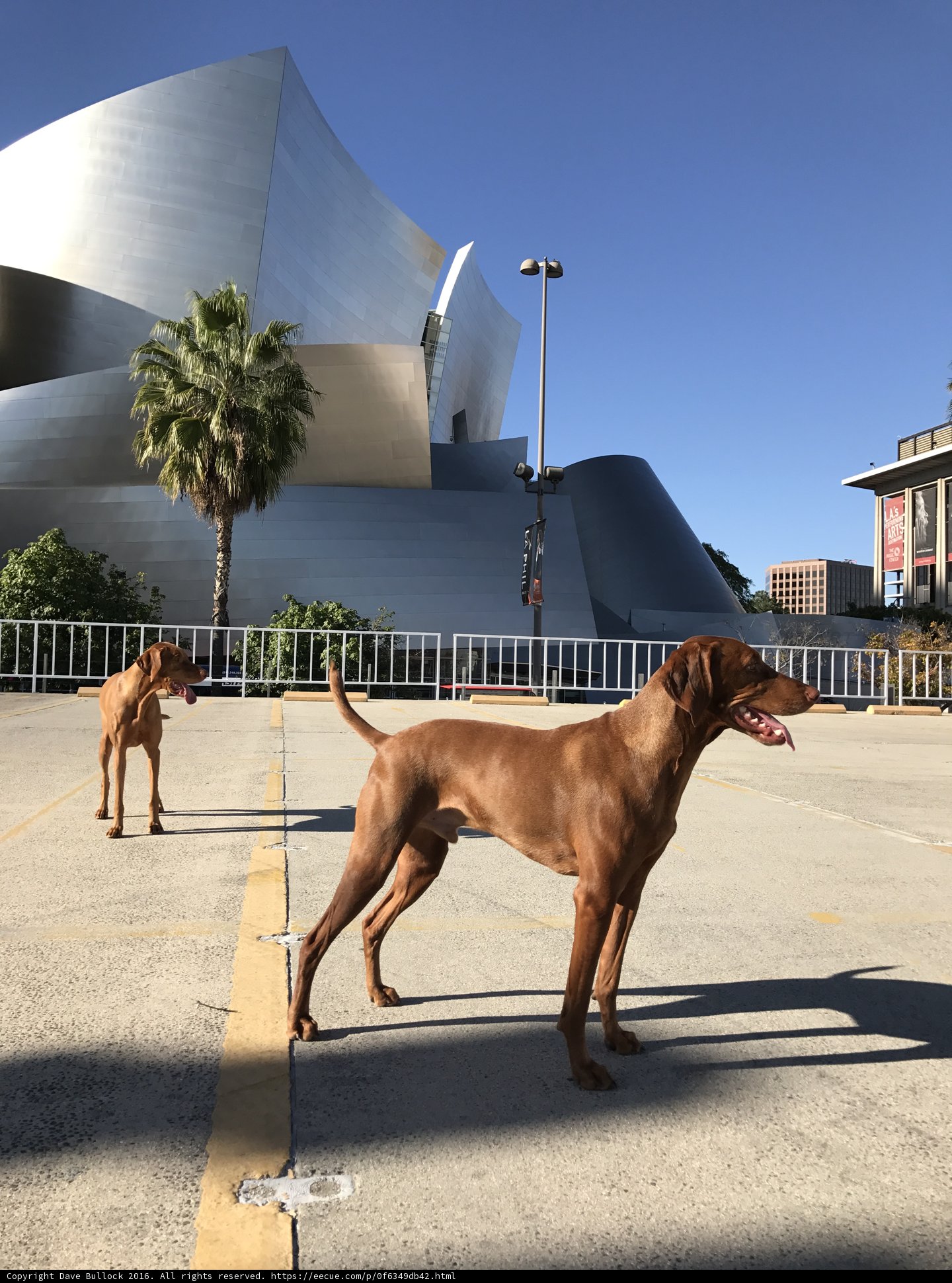 Two Canine Companions