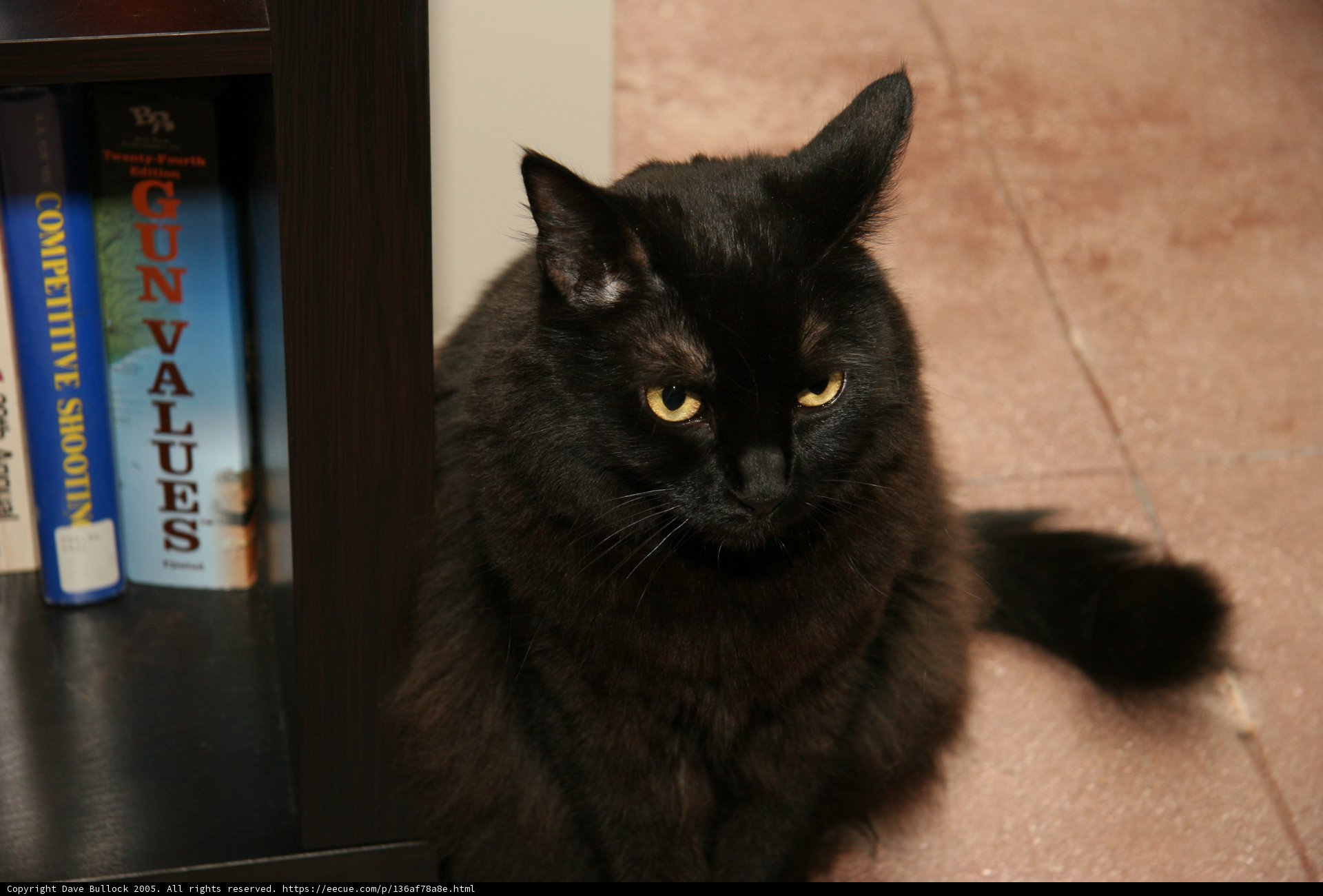 The Studious Feline