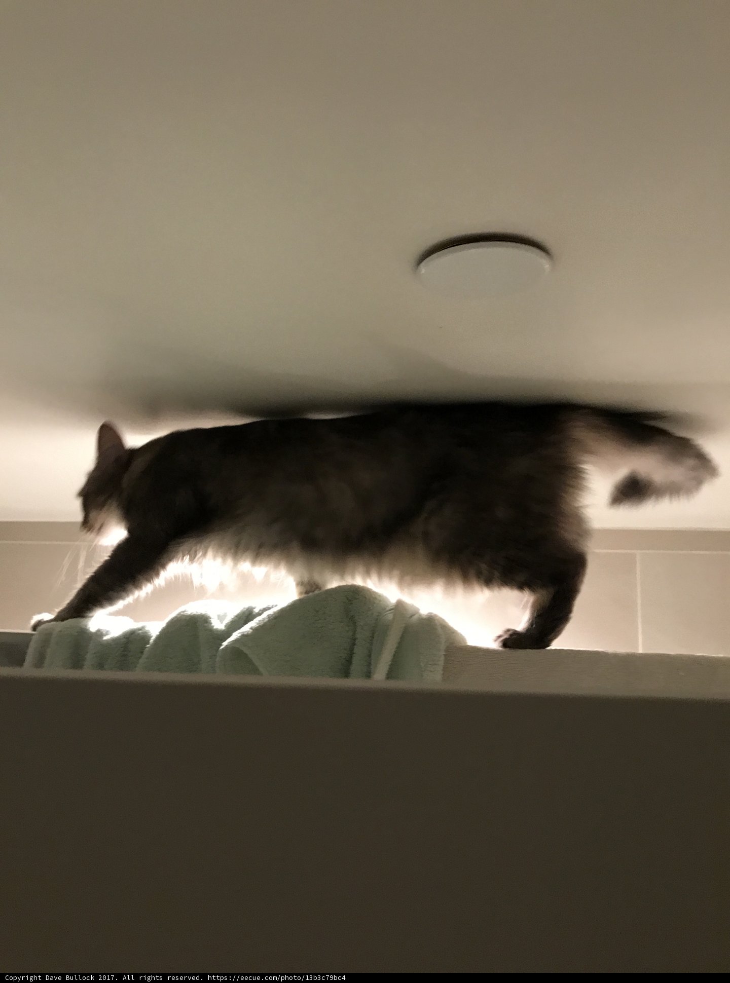 Peaceful Feline Bathing