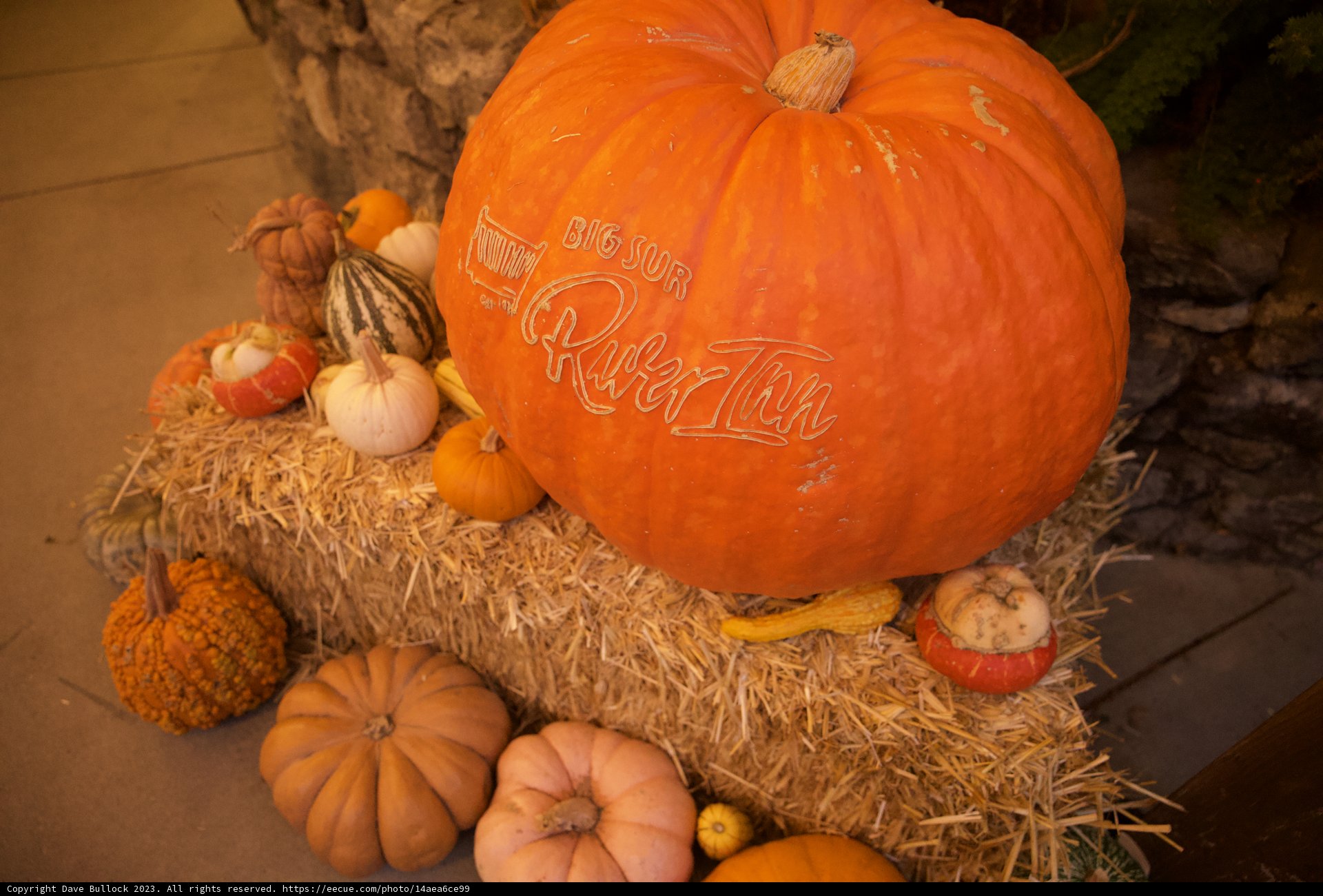 Harvest Season - The Pumpkin Patch