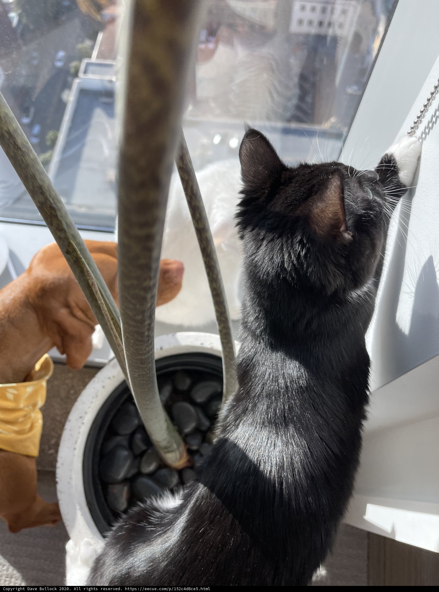 Furry Friends on the Edge