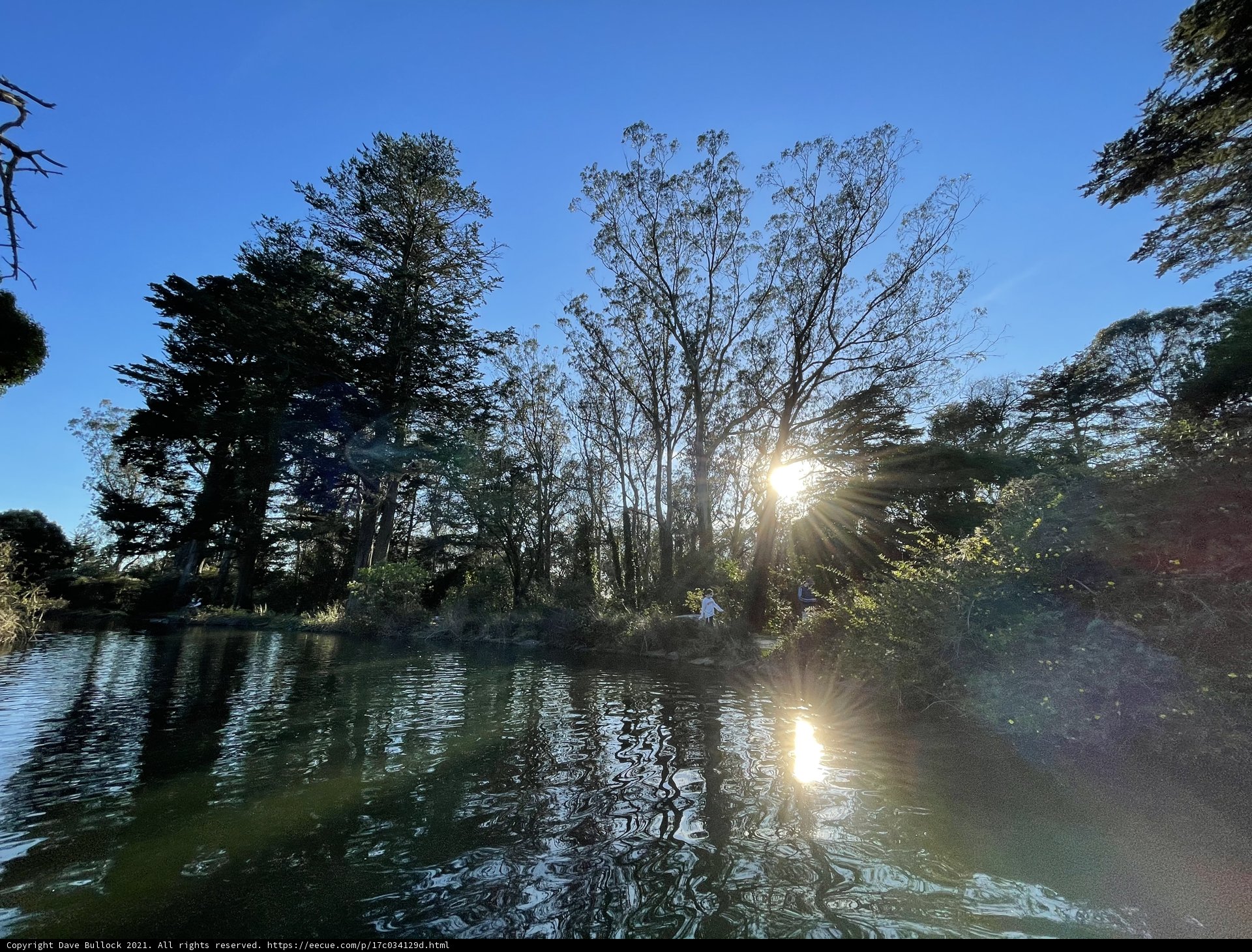 Sunlit Woodland at Stow Lake