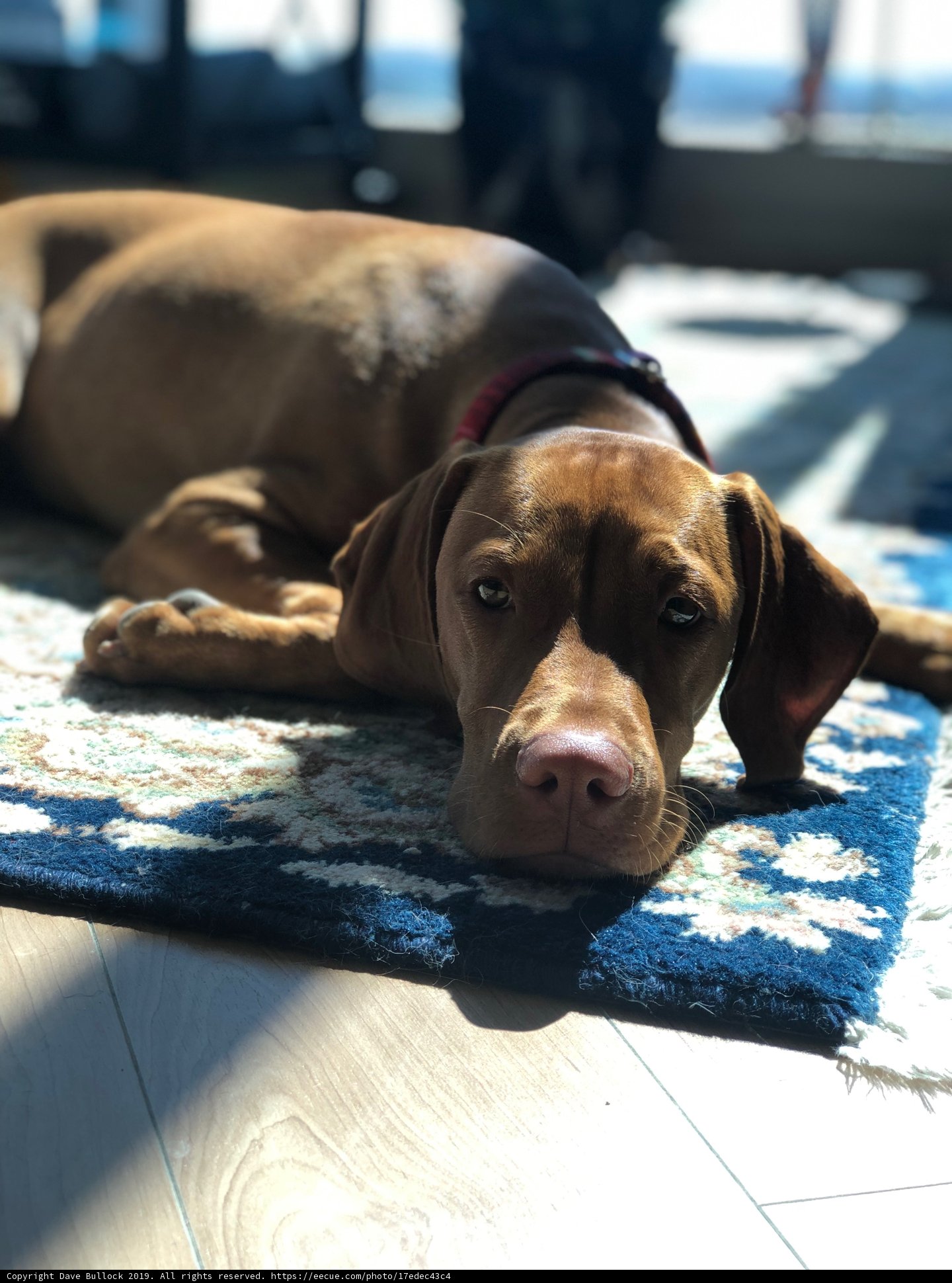 Sunbathing Pup