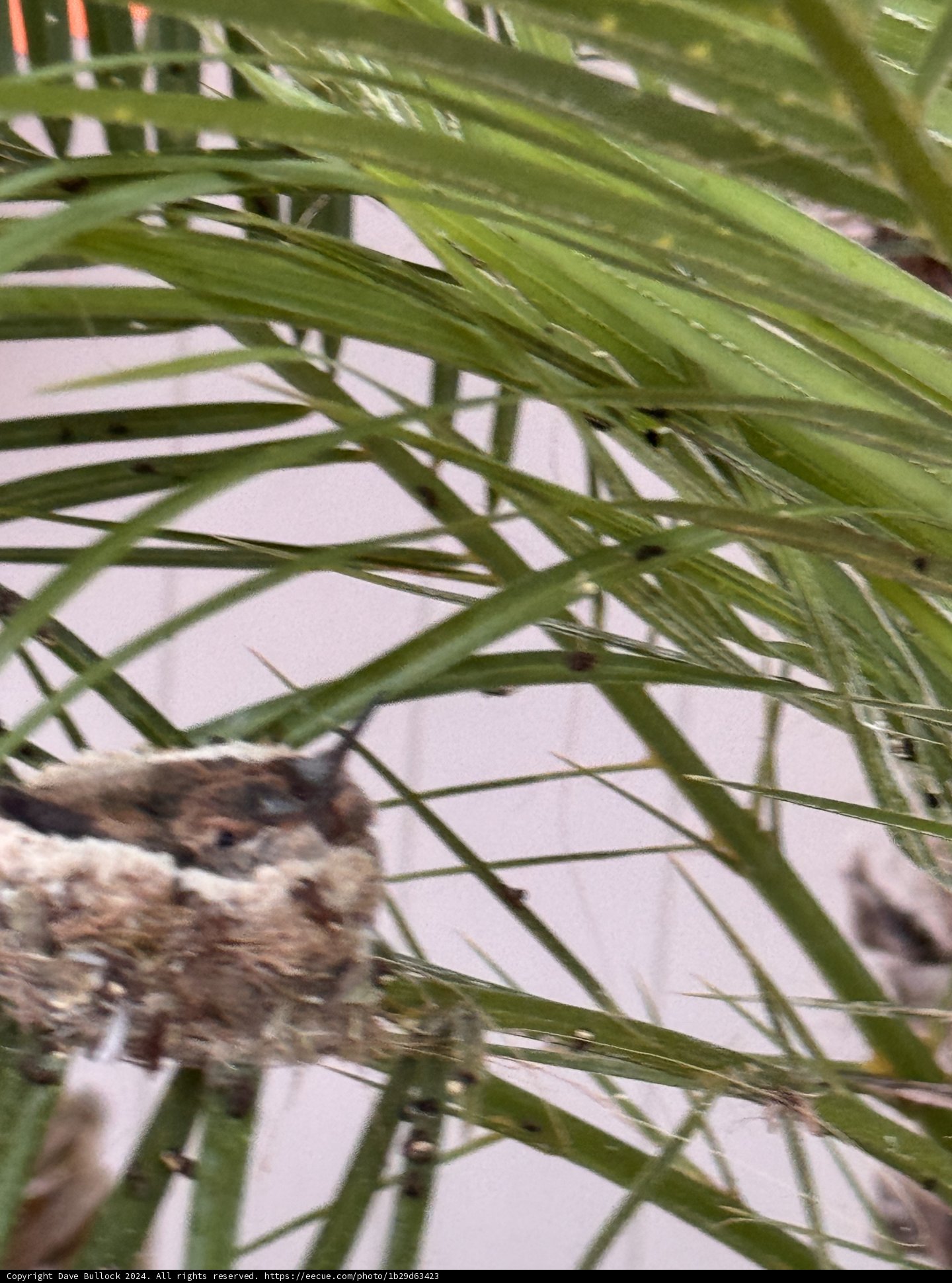 Nestled Amongst the Palms