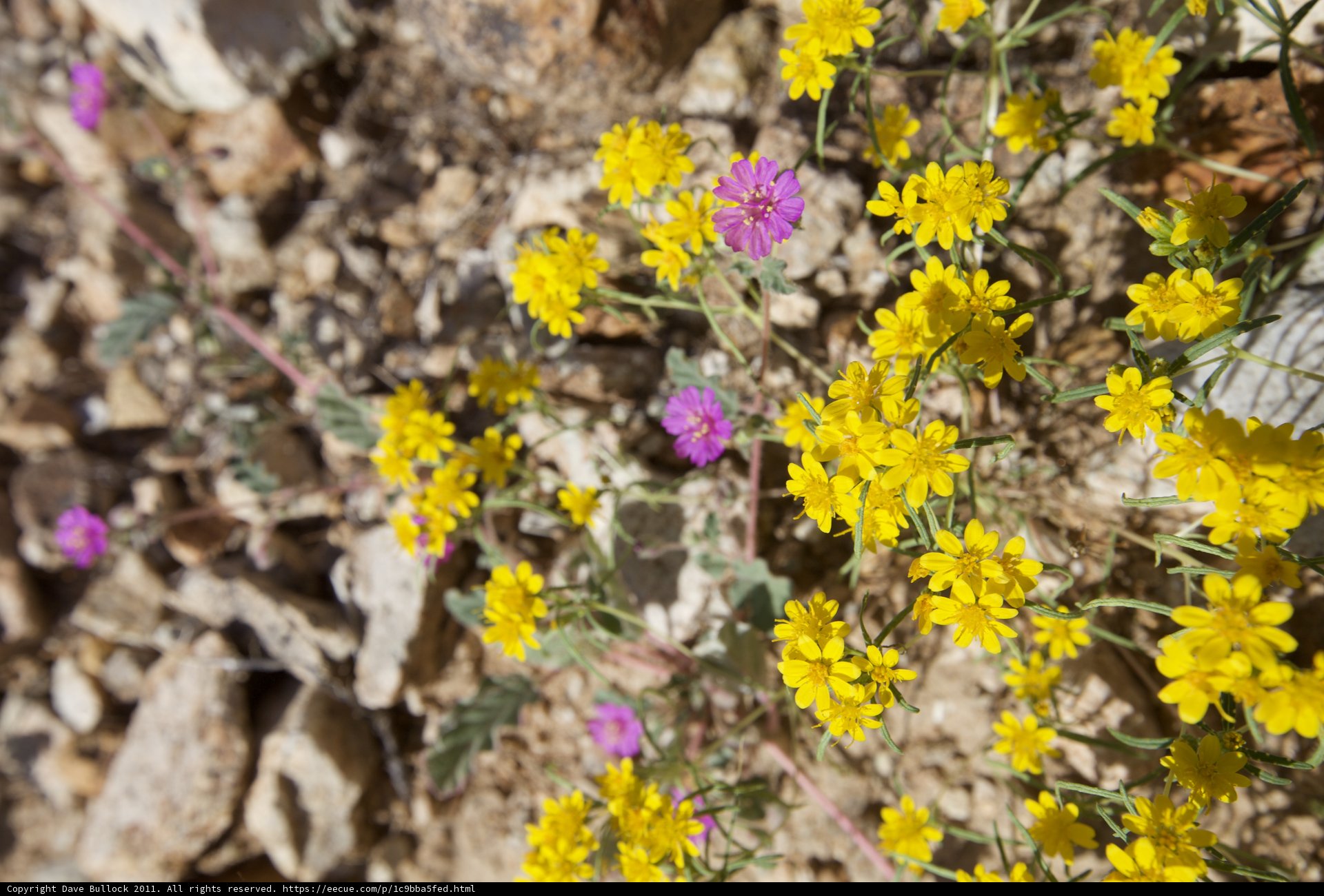A Burst of Yellow in the Desert